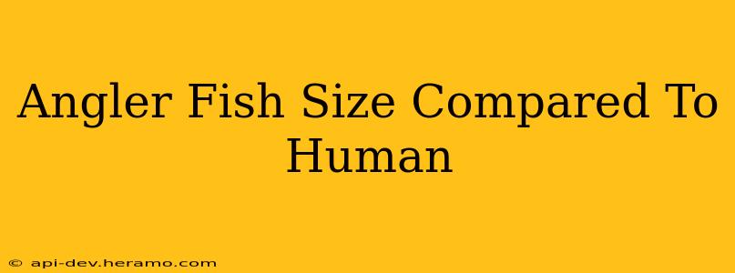 Angler Fish Size Compared To Human