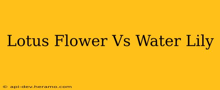 Lotus Flower Vs Water Lily