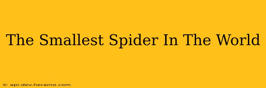 The Smallest Spider In The World